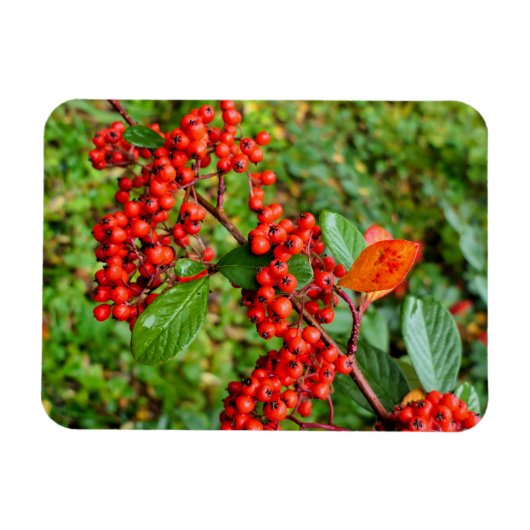 Zwergmilch Magnet (Horizontal)