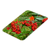 Zwergmilch Magnet (Linke Seite)