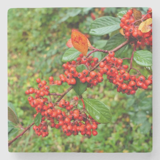 Zwergmilch Steinuntersetzer (Vorderseite)