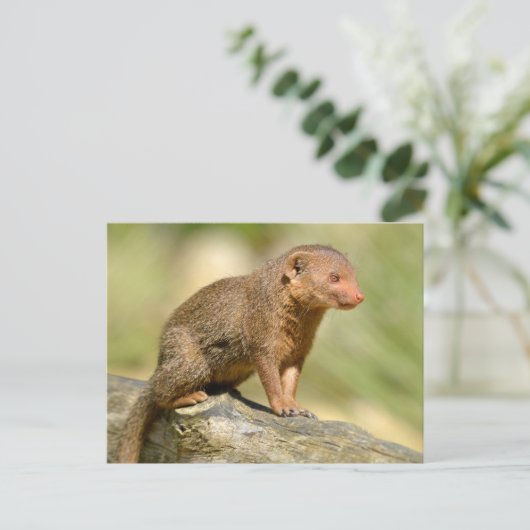 Zwergmönch Postkarte (Stehend Vorderseite)