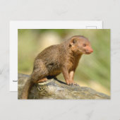 Zwergmönch Postkarte (Vorne/Hinten)