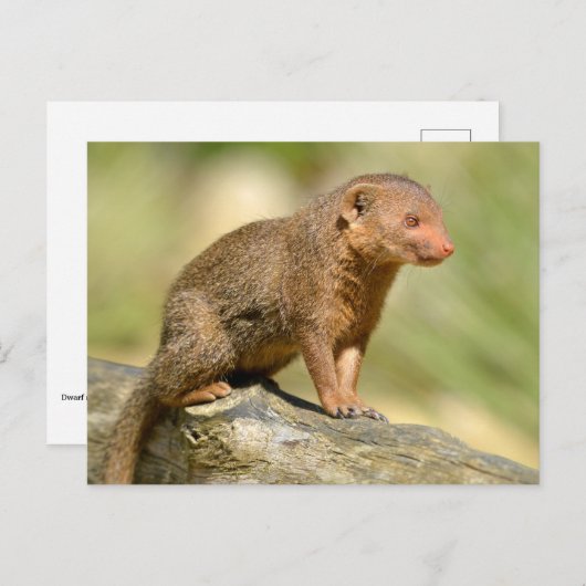 Zwergmönch Postkarte (Vorne/Hinten)