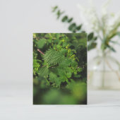 Zwergnessel Postkarte (Stehend Vorderseite)