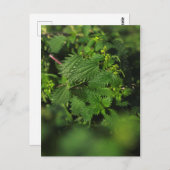 Zwergnessel Postkarte (Vorne/Hinten)