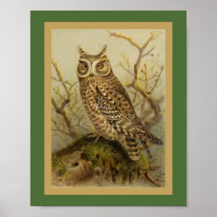 Zwergohreule Vintage Vogelillustration Poster