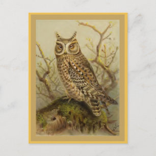 Zwergohreule Vintage Vogelillustration Postkarte