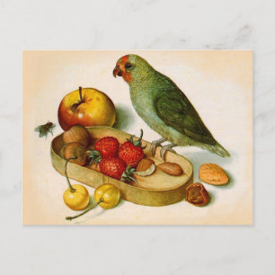 Zwergpapagei mit Obst und Nüssen Postkarte