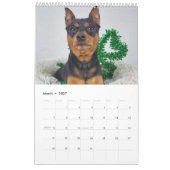 Zwergpinscher Eins Kalender (Mär 2027)