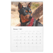 Zwergpinscher Eins Kalender (Feb 2027)
