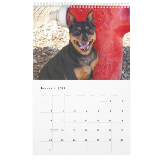 Zwergpinscher Eins Kalender (Jan 2027)