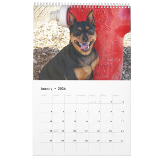 Zwergpinscher Eins Kalender