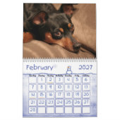 Zwergpinscher! Kalender (Feb 2027)