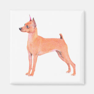 Zwergpinscher Magnet