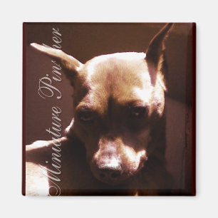 Zwergpinscher Magnet