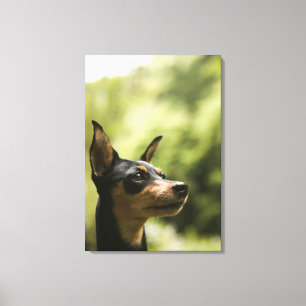Zwergpinscher (Minute-Button) 2 Leinwanddruck