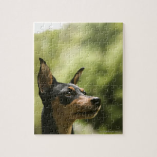 Zwergpinscher (Minute-Button) 2 Puzzle