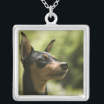 Zwergpinscher (Minute-Button) 2 Versilberte Kette<br><div class="desc">Animals->Dog Der MiniaturPinscher (Zwergpinscher, minimales Button) ist eine kleine Zucht des Hundes und entsteht aus Deutschland. Die frühesten Vorfahren der Zucht waren eine Mischung der italienischen Windhunde und Dackeln. Der internationale Hundehüttenverein, das Fédération Cynologique Internationale, Listen der Zwergpinscher in Gruppe 2, Abschnitt1, 1 Pinscher, zusammen mit dem Dobermann, dem deutschen...</div>