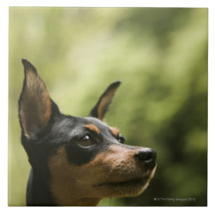 Zwergpinscher (Minute-Button) Fliese