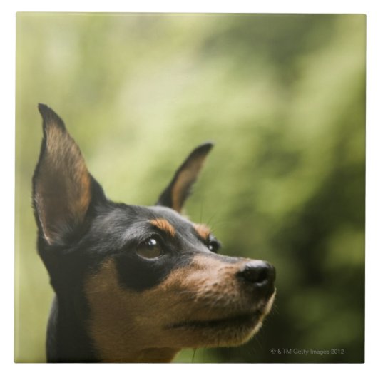 Zwergpinscher (Minute-Button) Fliese (Vorderseite)