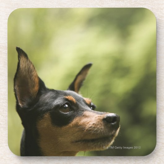 Zwergpinscher (Minute-Button) Untersetzer (Vorderseite)