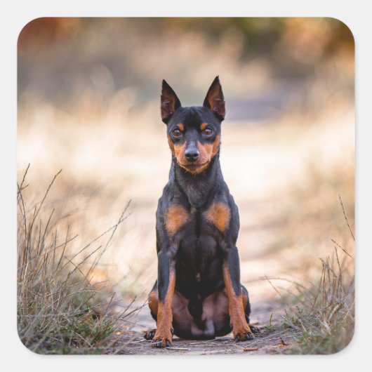 Zwergpinscher sitzend quadratischer aufkleber (Vorderseite)