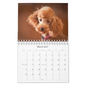 Zwergpudel-Kalender 2010 Kalender (Mär 2027)