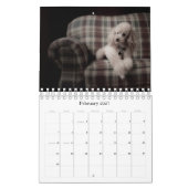 Zwergpudel-Kalender 2010 Kalender (Feb 2027)