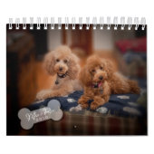 Zwergpudel-Kalender 2010 Kalender (Titelbild)
