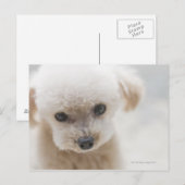 Zwergpudel Postkarte (Vorne/Hinten)