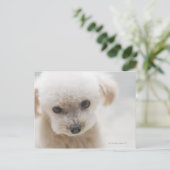 Zwergpudel Postkarte (Stehend Vorderseite)