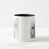 Zwergpudel Tasse (Zentrum)