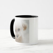 Zwergpudel Tasse (Vorderseite Links)