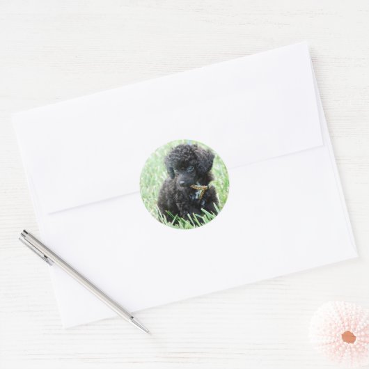 Zwergpudel-Welpe Runder Aufkleber (Umschlag)