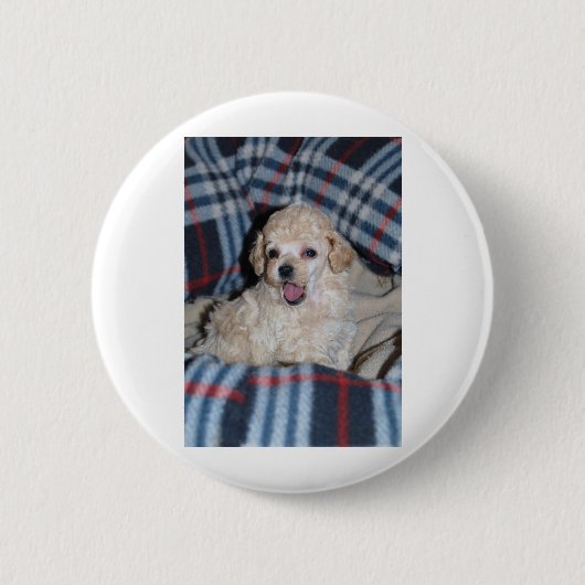 Zwergpudel-Welpen-Unterhaltung Button (Vorderseite)