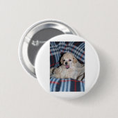 Zwergpudel-Welpen-Unterhaltung Button (Vorne & Hinten)