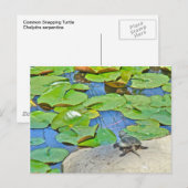 Zwergschildkröte - Serpentina Chelydra Postkarte (Vorne/Hinten)