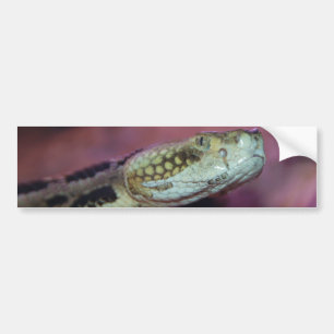 Zwergschlange Autoaufkleber