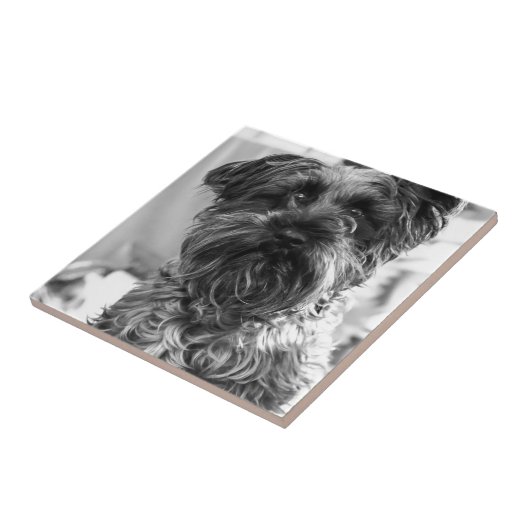 Zwergschnauzer Fliese (Seite)