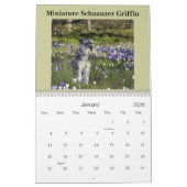 Zwergschnauzer-Kalender Kalender (Jan 2026)