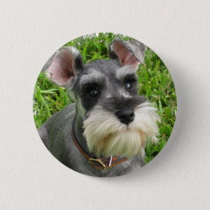 Zwergschnauzer-Knopf Button