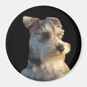 Zwergschnauzer-Magnet Magnet