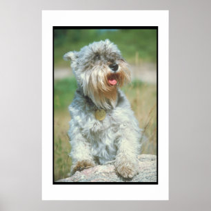 Zwergschnauzer-Plakat Poster