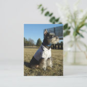 Zwergschnauzer-Postkarte Postkarte (Stehend Vorderseite)