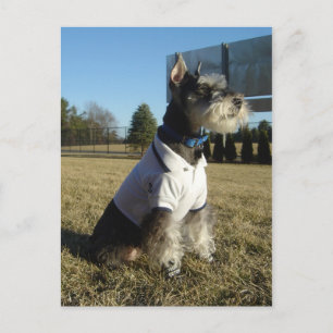 Zwergschnauzer-Postkarte Postkarte