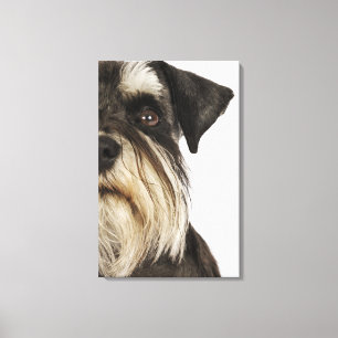 Zwergschnauzer, Studioschuß, Nahaufnahme Leinwanddruck