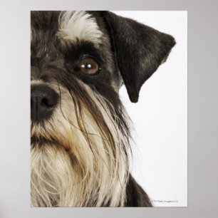 Zwergschnauzer, Studioschuß, Nahaufnahme Poster