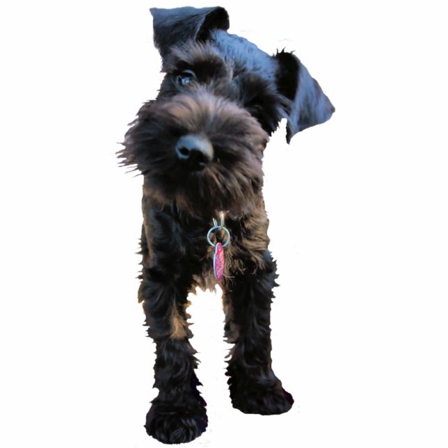 Zwergschnauzer-Weihnachtsverzierung Fotoskulptur Ornament (Vorne)