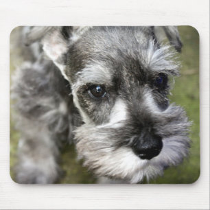 Zwergschnauzer-Welpe Mousepad