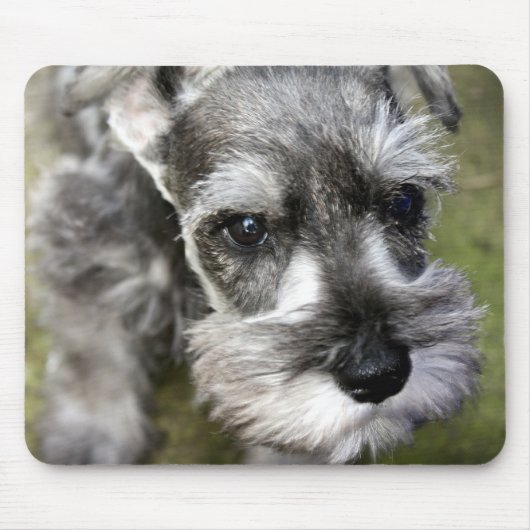 Zwergschnauzer-Welpe Mousepad (Vorne)