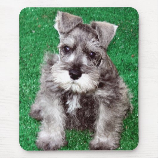 Zwergschnauzer-Welpe Mousepad (Vorne)